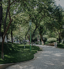 Тенистая зелёная аллея в парке Central Park